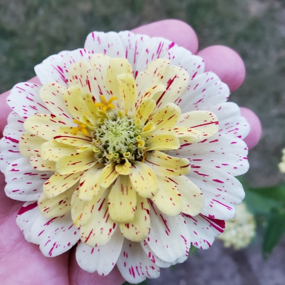 ⚾️⚾️ PLEASE.... no low balling... - Picture 12 of 16